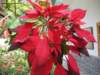 Poinsettia